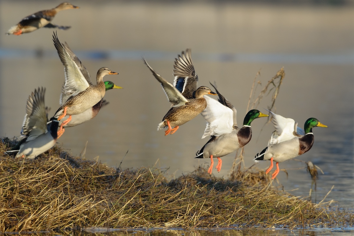 pacific_flyway_mallards.jpg